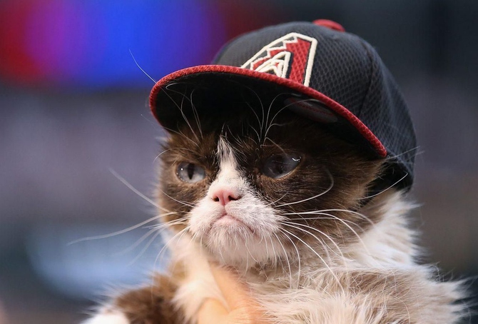 Grumpy Cat  / Фото: forbes.com