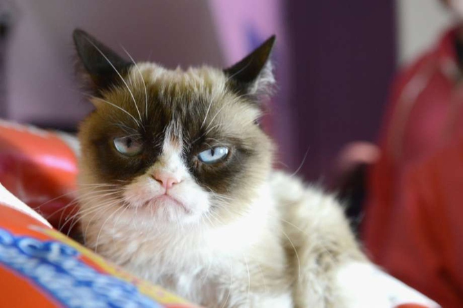 Grumpy Cat  / Фото: forbes.com