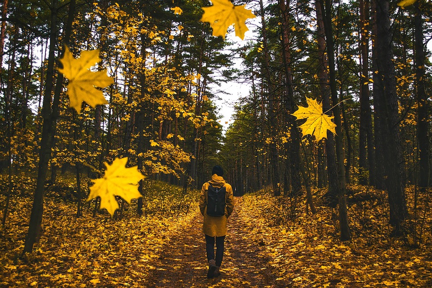 Фото: pixabay.com