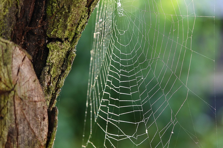 Фото: pixabay.com