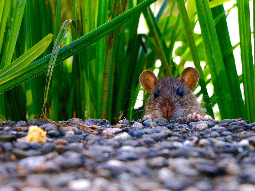 Фото: pixabay.com