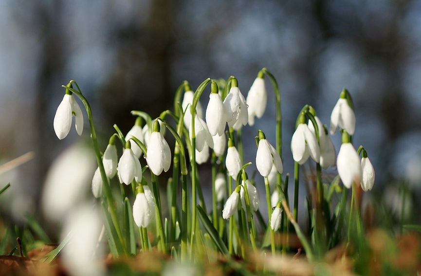 Фото: pixabay.com