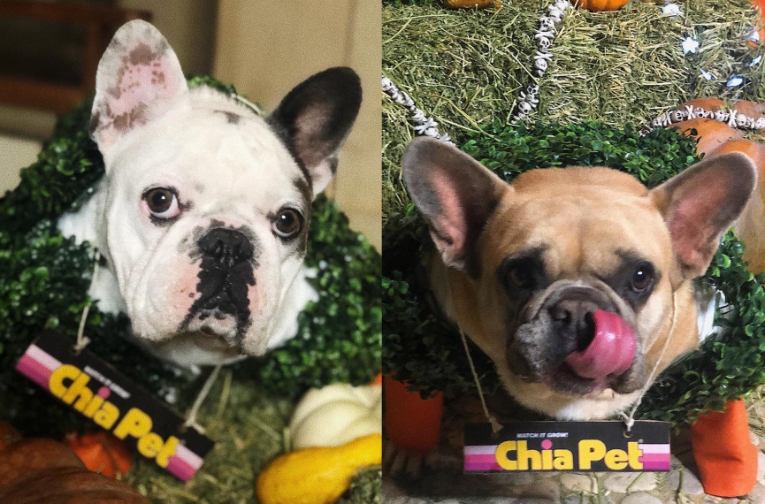 Густав, Коджи​Фото: Instagram