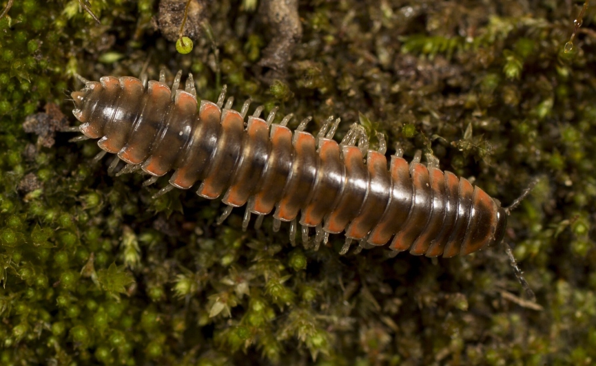 Nannaria swiftaeФото: Дерек Хеннен / Phys.org
